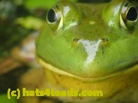 /home//u458753944/public_html/sourcegallery//Frogs/More bullfrogs/P7251196.JPG